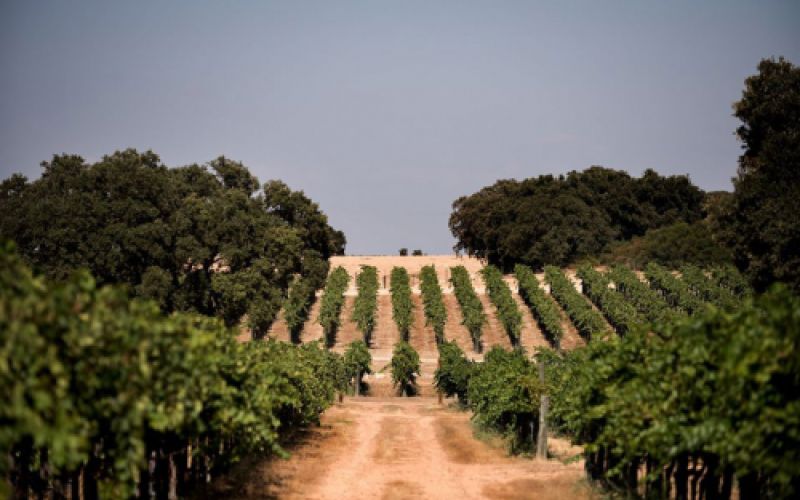 Venta de vinos Toledo Venta de vinos Toledo